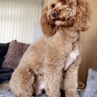 Cockapoo