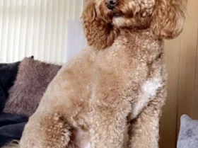 Cockapoo