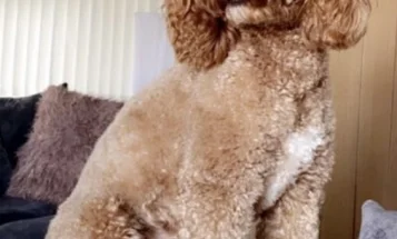 Cockapoo