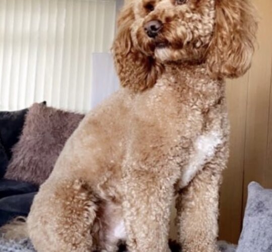 Cockapoo