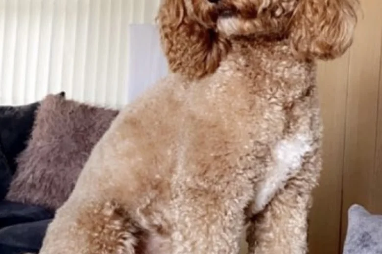 Cockapoo