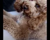 Cockapoo