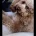 Cockapoo