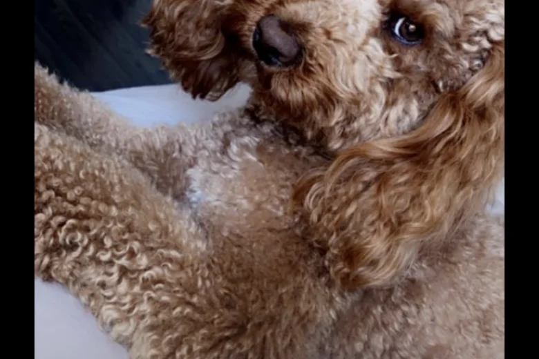 Cockapoo