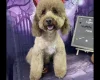 Cockapoo