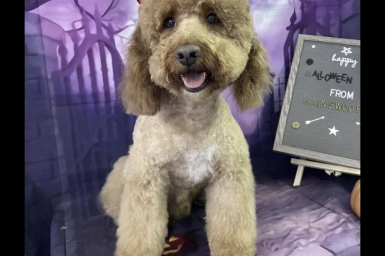 Cockapoo
