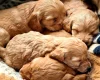 Cockapoo - Dogs