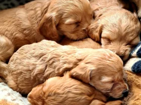 Cockapoo - Dogs