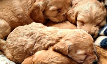 Cockapoo - Dogs