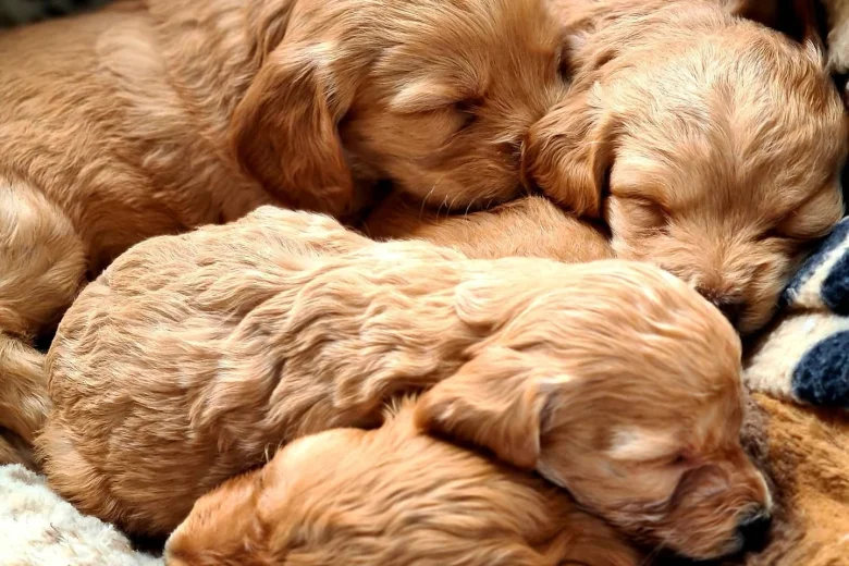 Cockapoo - Dogs