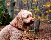 Cockapoo - Dogs