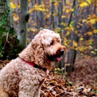 Cockapoo - Dogs