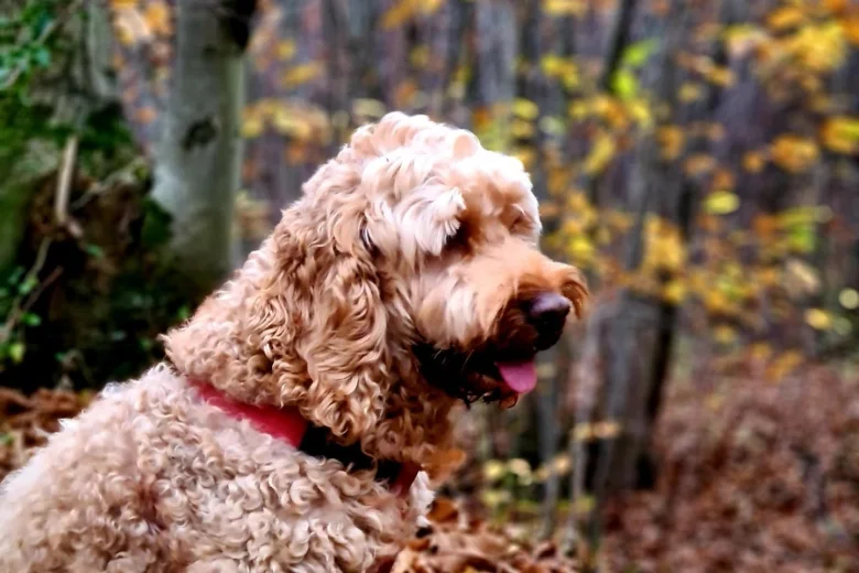 Cockapoo - Dogs