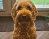 Cockapoo - Dogs