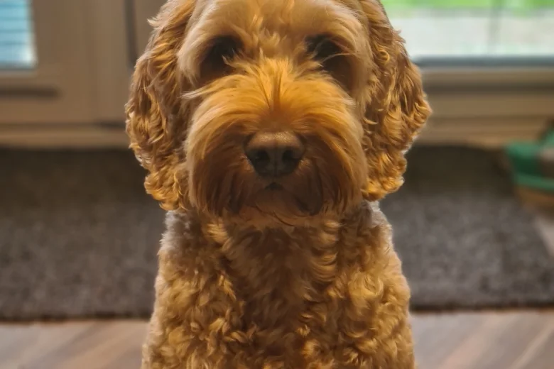 Cockapoo - Dogs