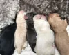 Cockapoo - Dogs