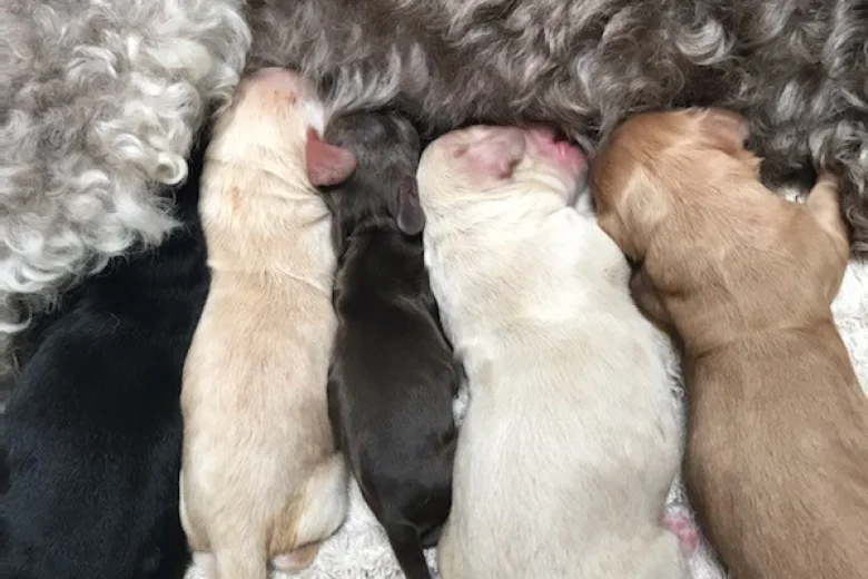 Cockapoo - Dogs