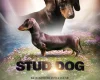 Dachshund (Smooth Haired)