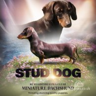 Dachshund (Standard & Miniature)