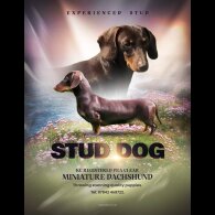 Dachshund (Smooth Haired)