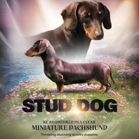 Dachshund (Standard &amp; Miniature)