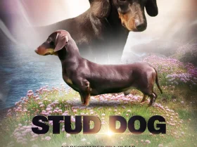 Dachshund (Smooth Haired)