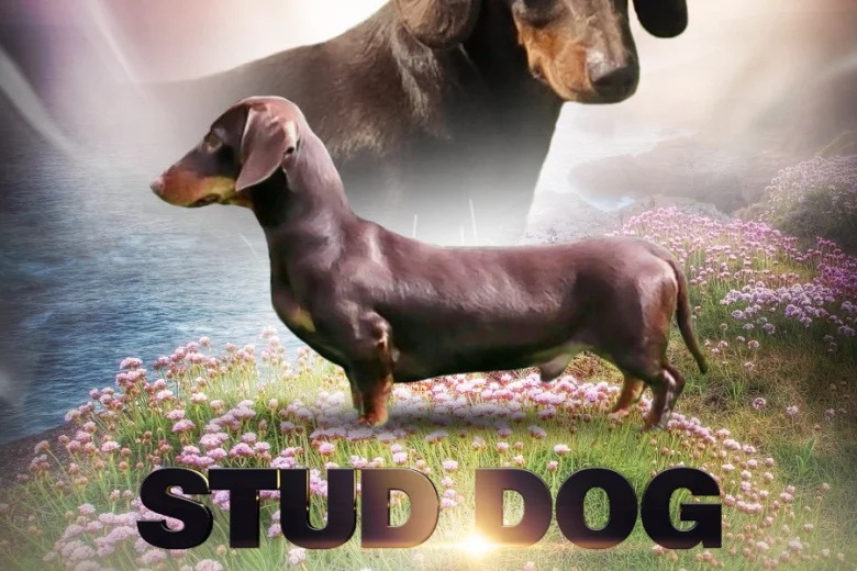 Dachshund (Smooth Haired)