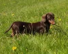 Dachshund (Smooth Haired)
