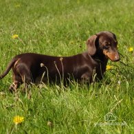 Dachshund (Standard & Miniature)