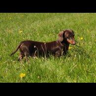 Dachshund (Smooth Haired)