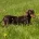 Dachshund (Smooth Haired)