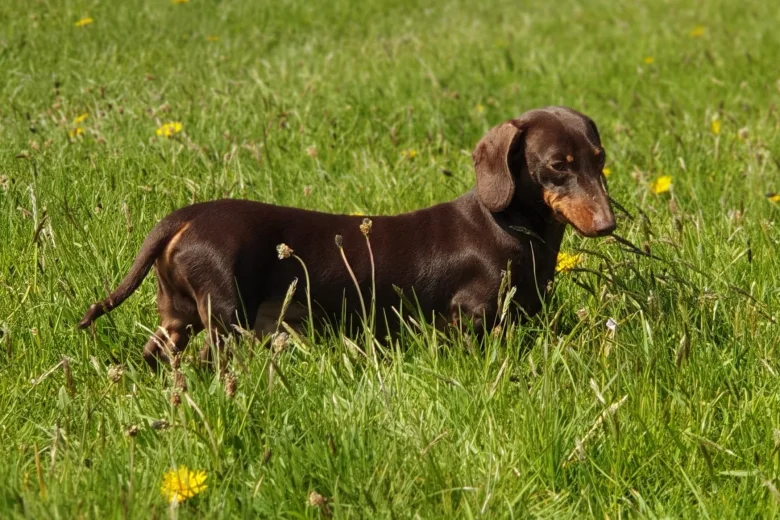Dachshund (Smooth Haired)