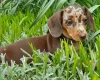 Dachshund (Smooth Haired)