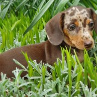 Dachshund (Standard & Miniature)