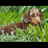 Dachshund (Smooth Haired)