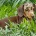 Dachshund (Smooth Haired)