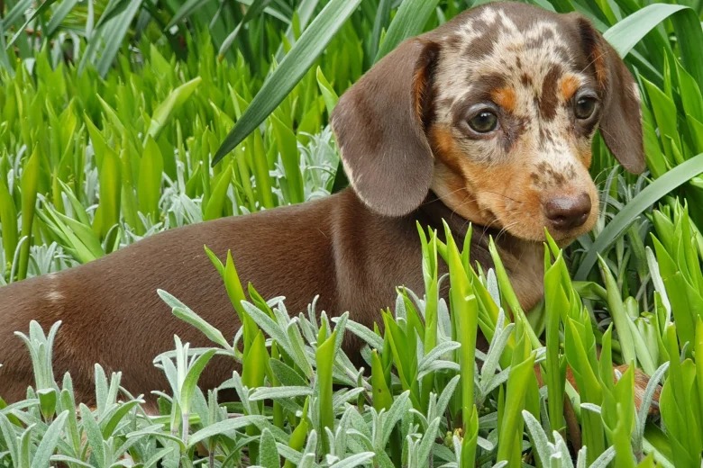 Dachshund (Smooth Haired)