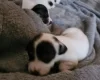 Jack Russell - Both