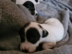 Jack Russell - Both