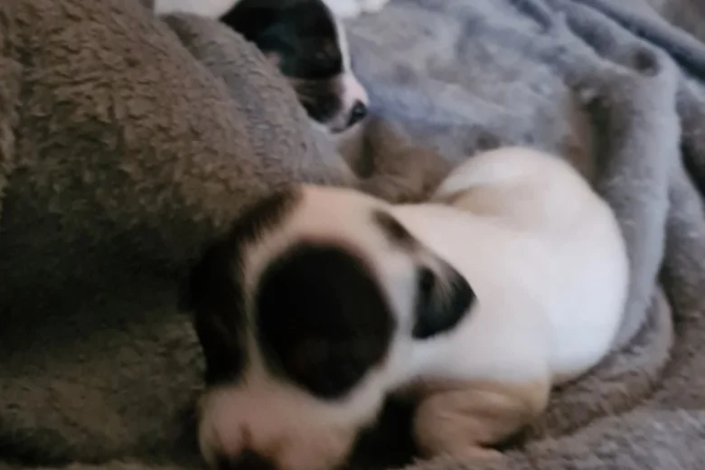 Jack Russell - Both
