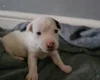 Jack Russell - Both