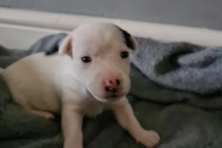 Jack Russell - Both