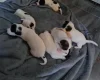 Jack Russell - Both