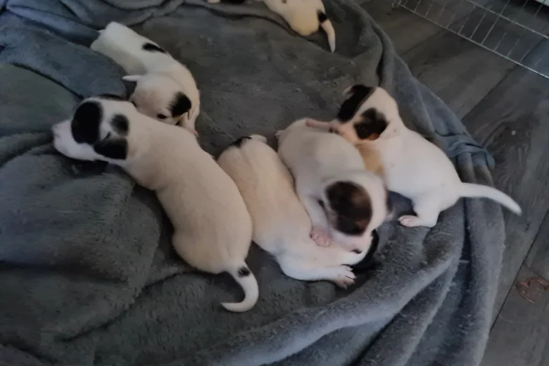 Jack Russell - Both