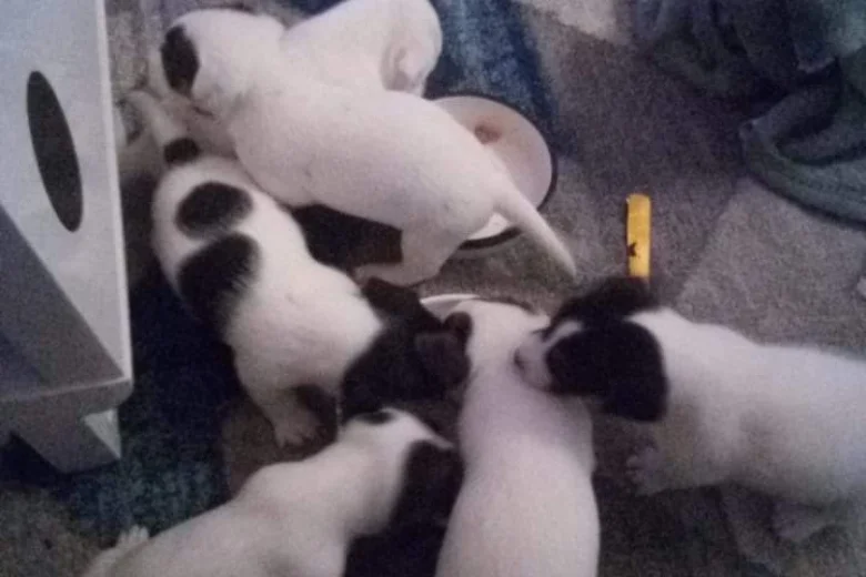 Jack Russell - Both