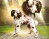 Miniature Poodle