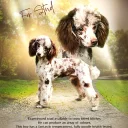 Miniature Poodle