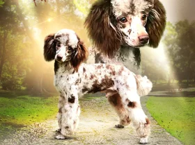 Miniature Poodle