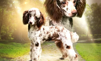Miniature Poodle