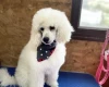 Toy Poodle